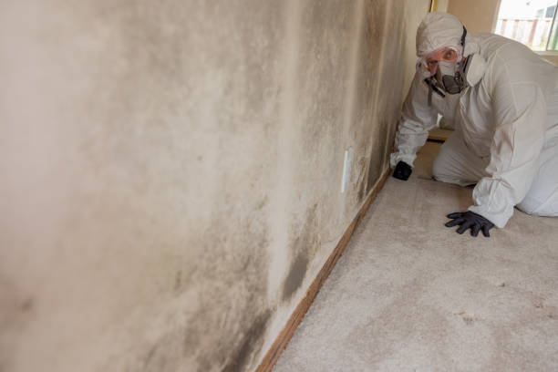 Best Mold Prevention Services  in Limestone Creek, FL